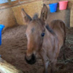 Meet your Posher, Julia